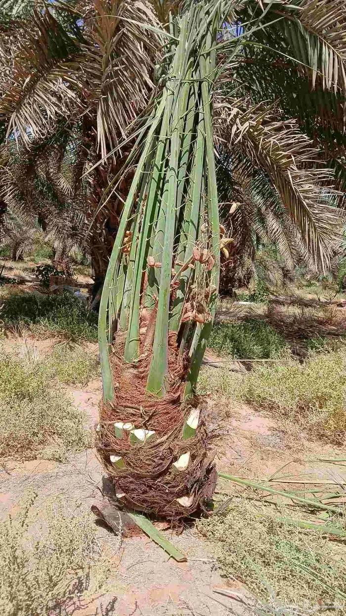 مشاءالله تبارك الله نخل وصل اليوم 1