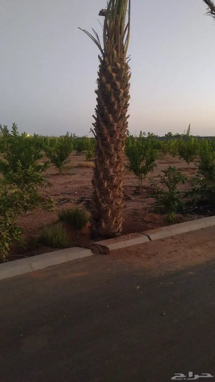 يوجد لديناء جميع انواع الشجار الزيتون المثمر 0