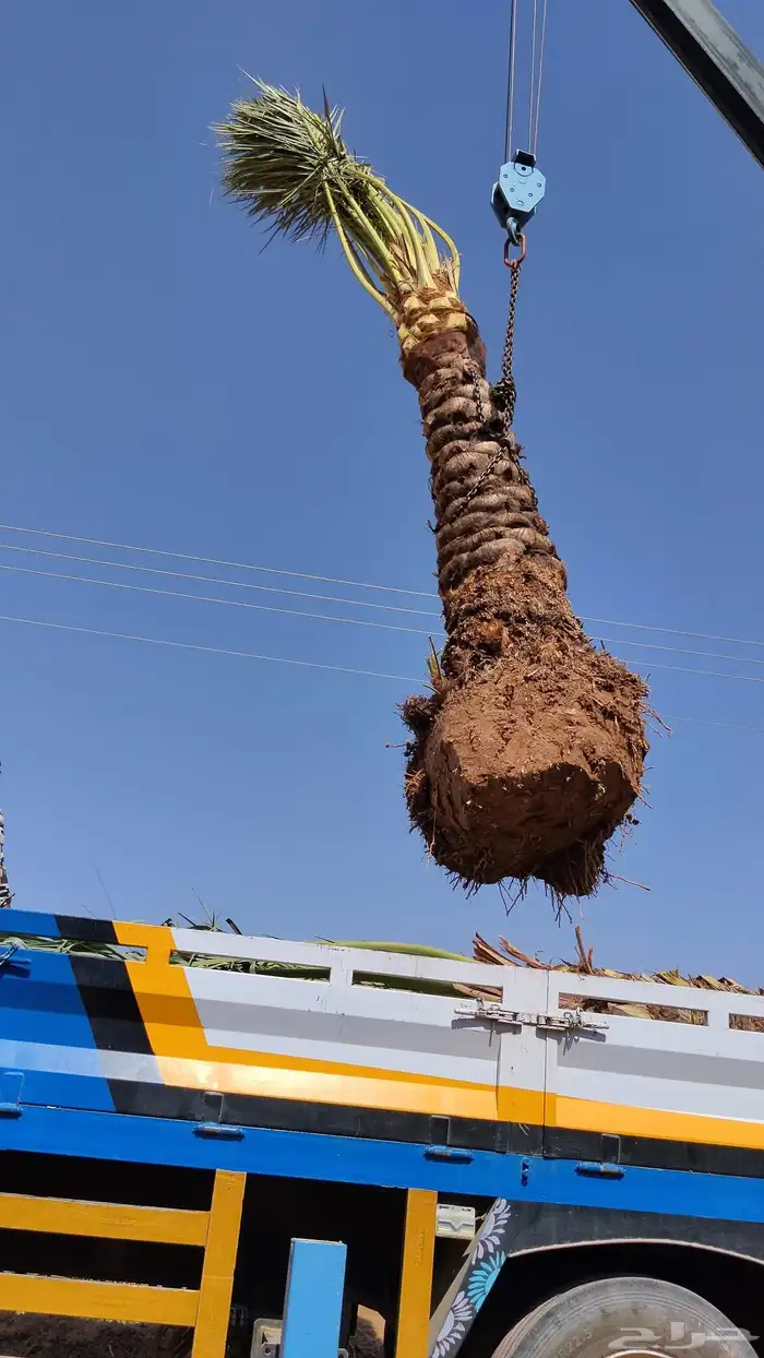 يوجد لديناء جميع انواع الشجار الزيتون المثمر 1