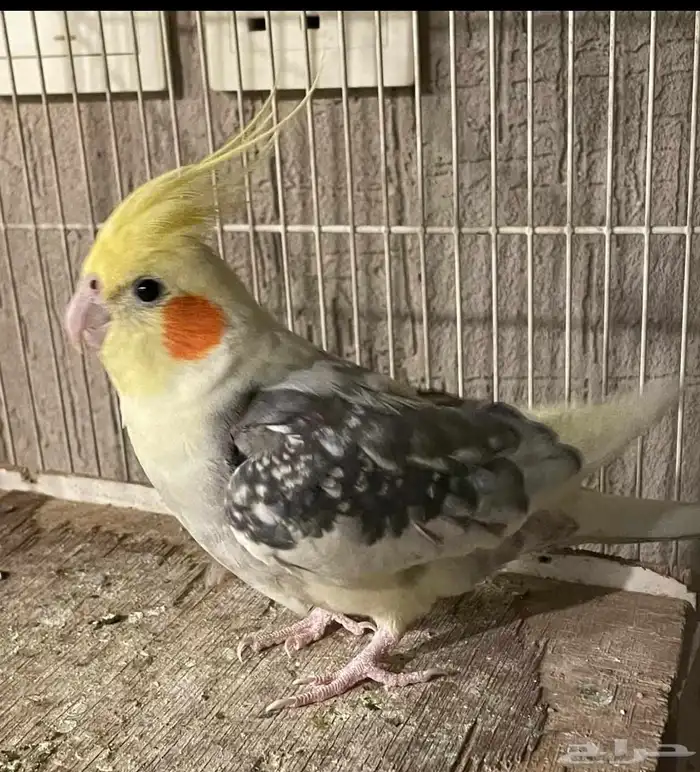 زوج كروان منتج 0