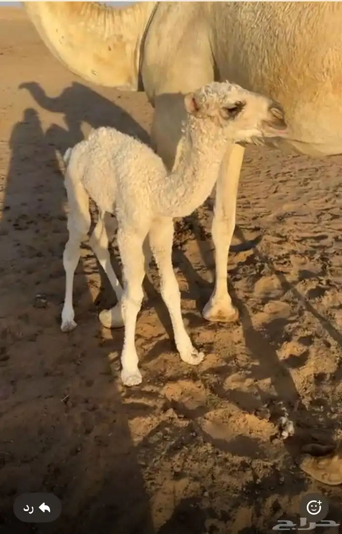 فحل اوضح كفوو 2