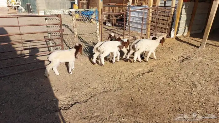 دواغير نعيم العدد 6 9