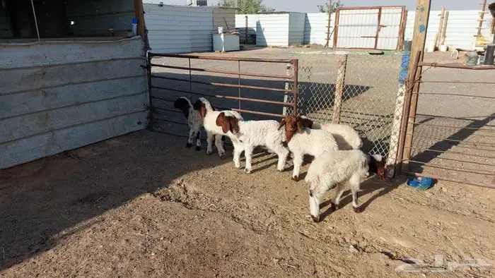 دواغير نعيم العدد 6 3