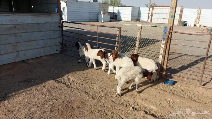 دواغير نعيم العدد 6 5