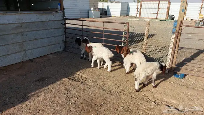 دواغير نعيم العدد 6 6