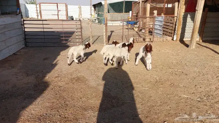 دواغير نعيم العدد 6 0