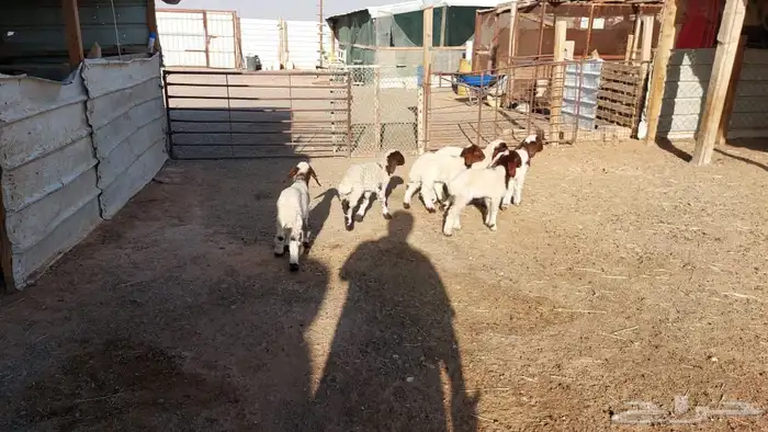 دواغير نعيم العدد 6 2