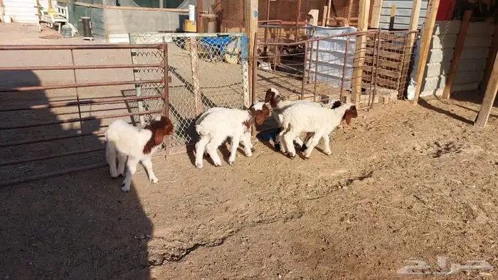 دواغير نعيم العدد 6 8