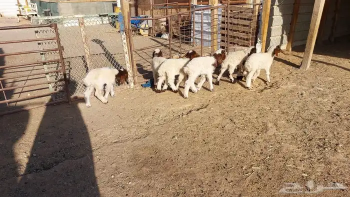 دواغير نعيم العدد 6 7