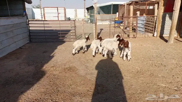 دواغير نعيم العدد 6 1