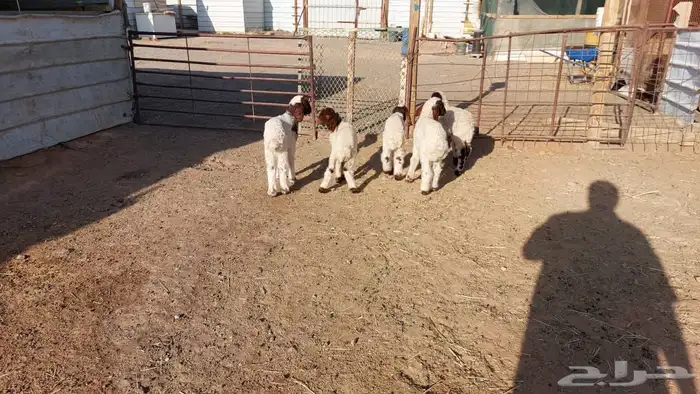 دواغير نعيم العدد 6 4