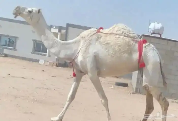 للبيع خفوت ع الشروط 0