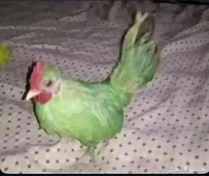 ببغاء للبيع 0