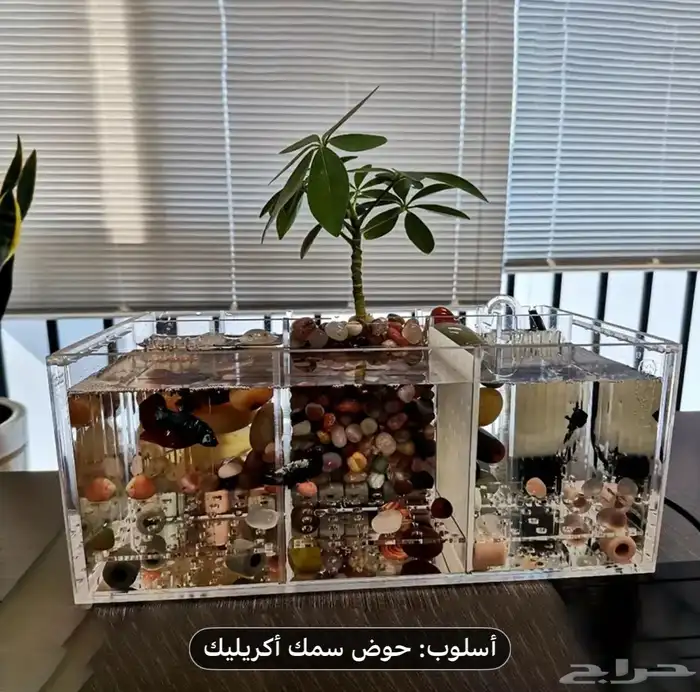 حوض سمك الفايتر مقسم 3 3