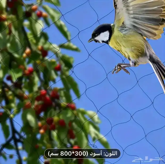 شبكة رقيقة لصيد الطيور والحمام 1