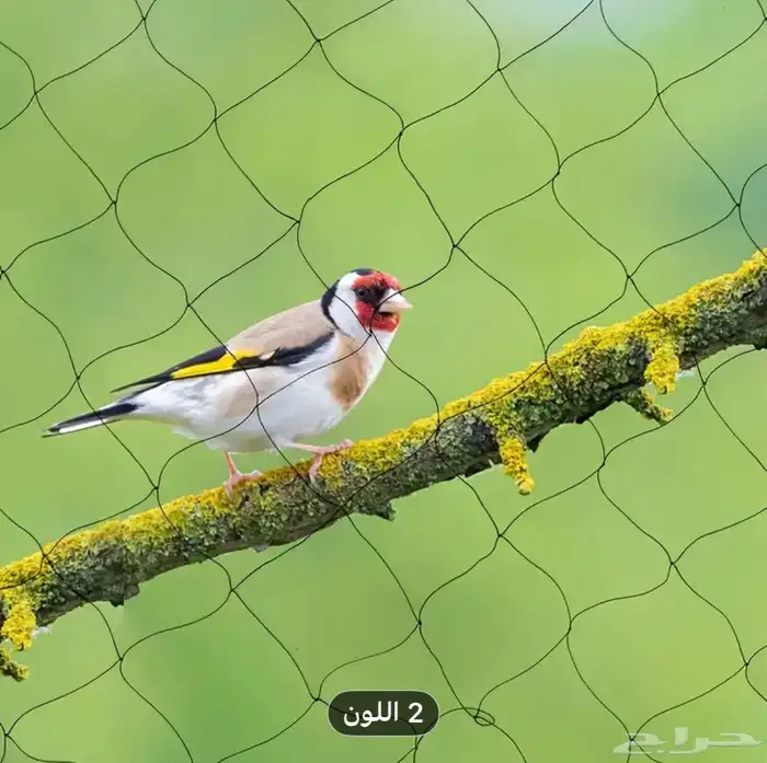 شبكة رقيقة لصيد الطيور والحمام 9