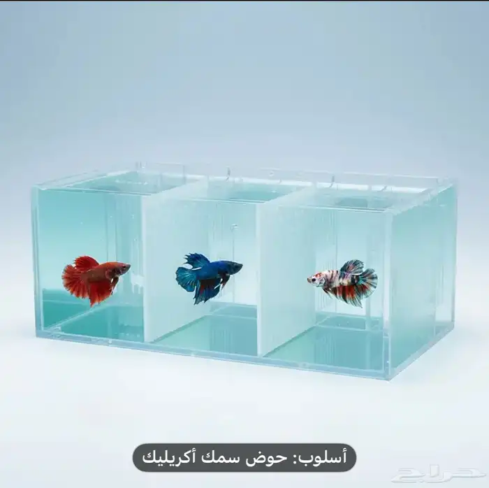 حوض سمك الفايتر مقسم 3 2