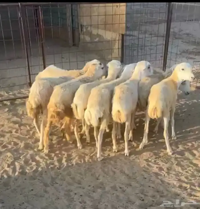 رخال رفيده 0