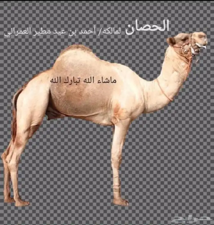 قعود هجن 2