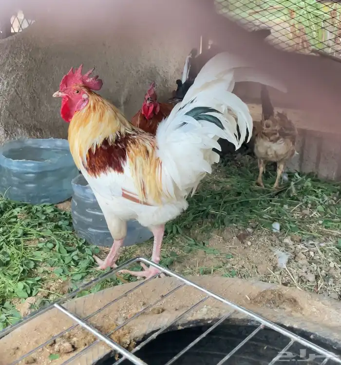 دجاج 1