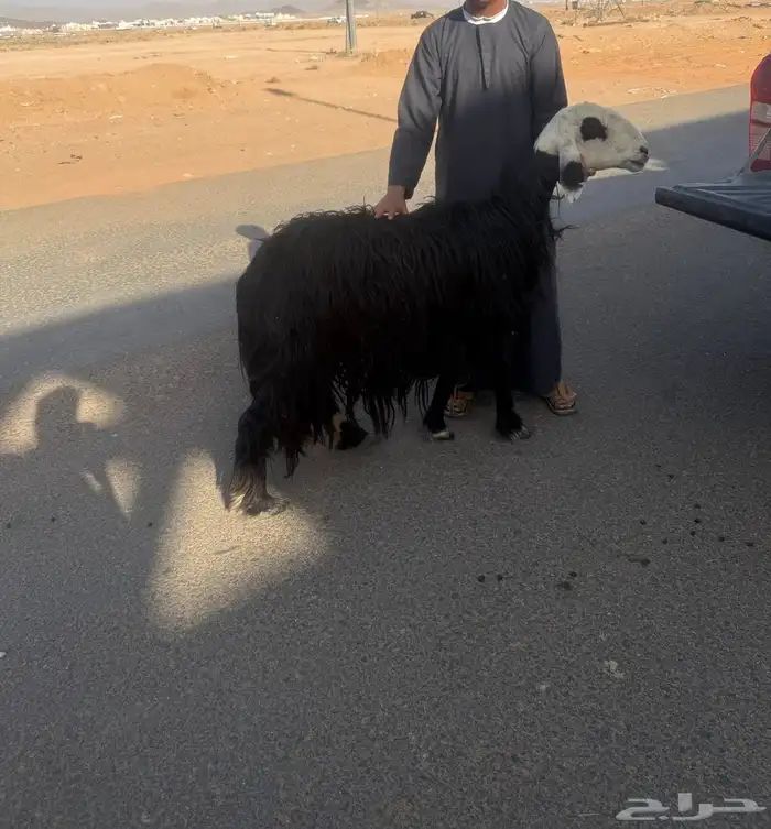 نجديه للبيع 0