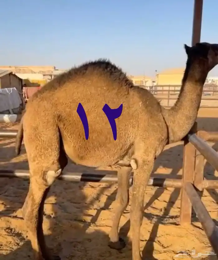 حاشي بري بلدي بالنص والربع والثمن وزن الربع 30كم 0