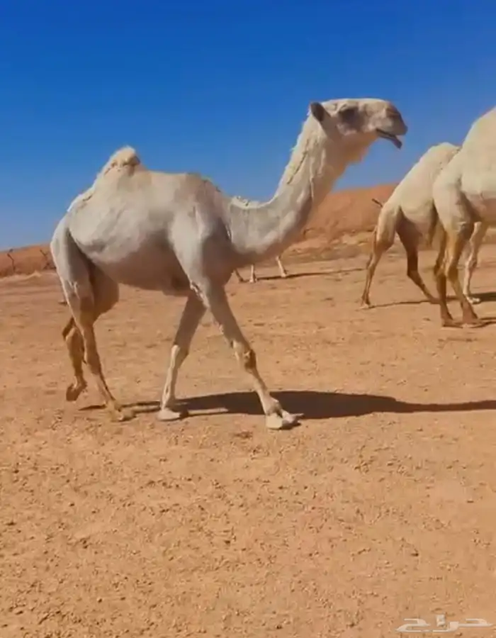 فحل باتلي للبيع 1