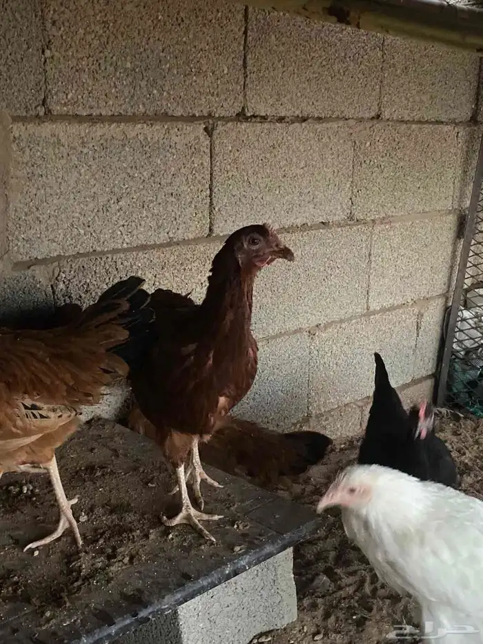 دجاج تركي للبيع 4