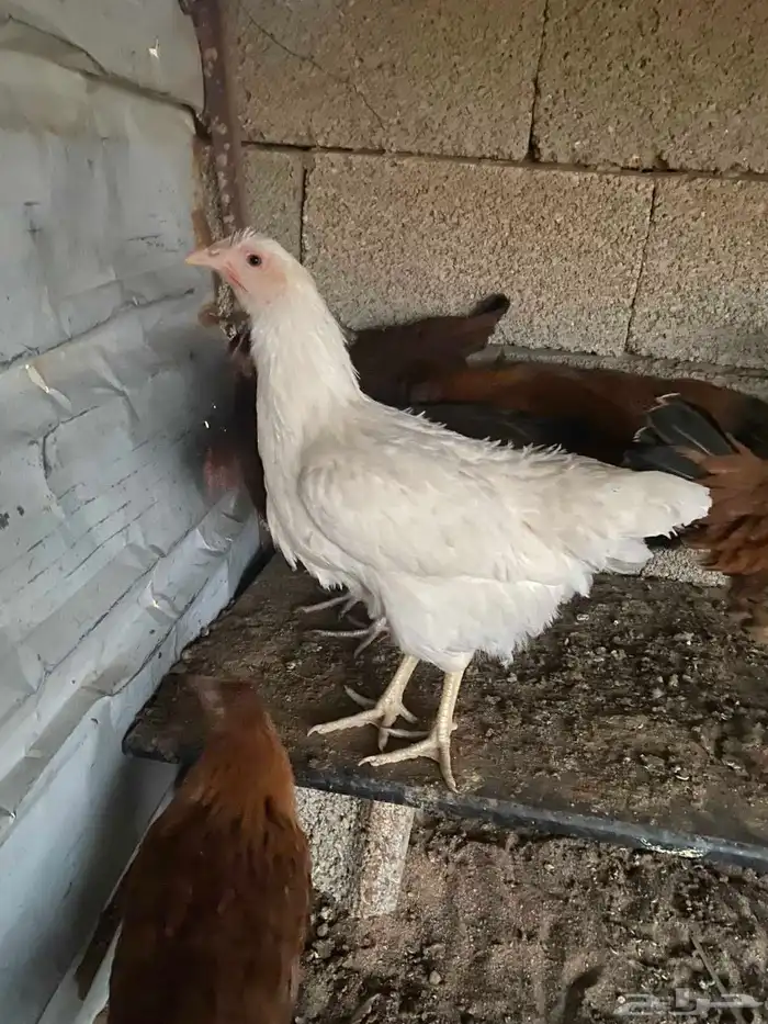 دجاج تركي للبيع 0