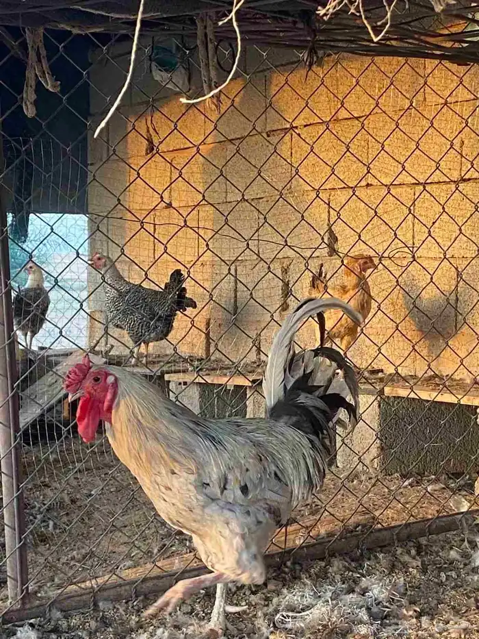 دجاج تركي للبيع 7