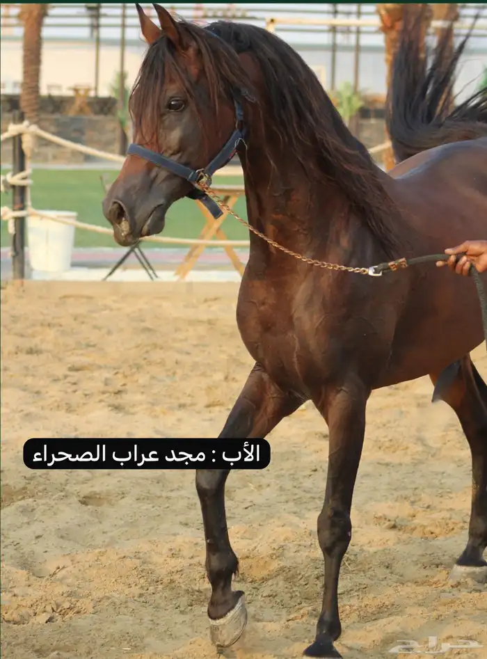 مهر واهو فاخر السوم 1000 ريال فقط 6