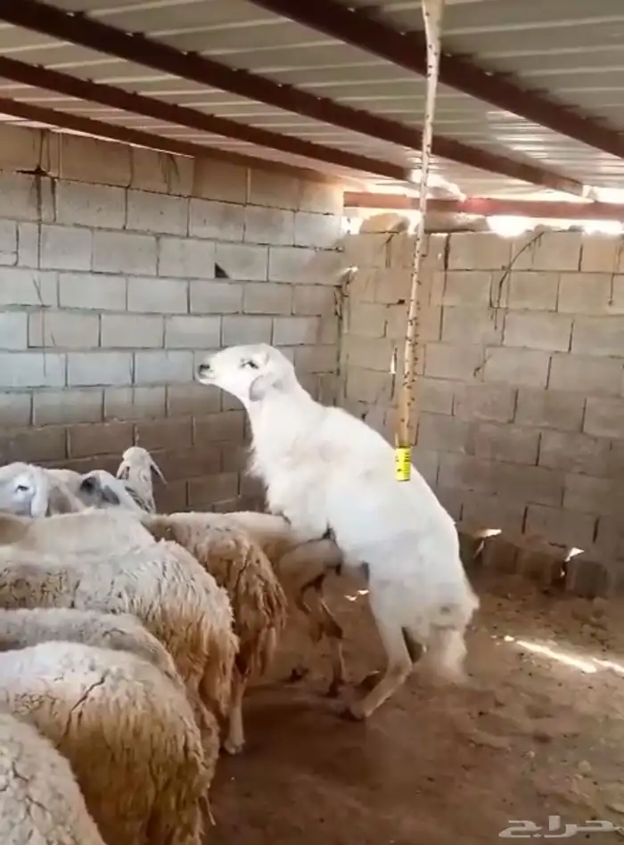خروف فحل للبيع 0