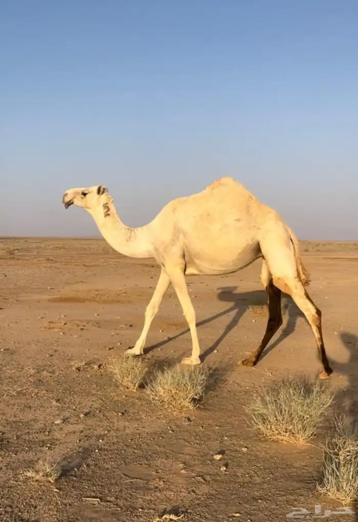 ضريبه عليانيه 0