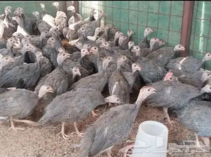 دجاج حبشي الحجل البلدي دجاج الوادي العمر ثلاث اشهر .. 0