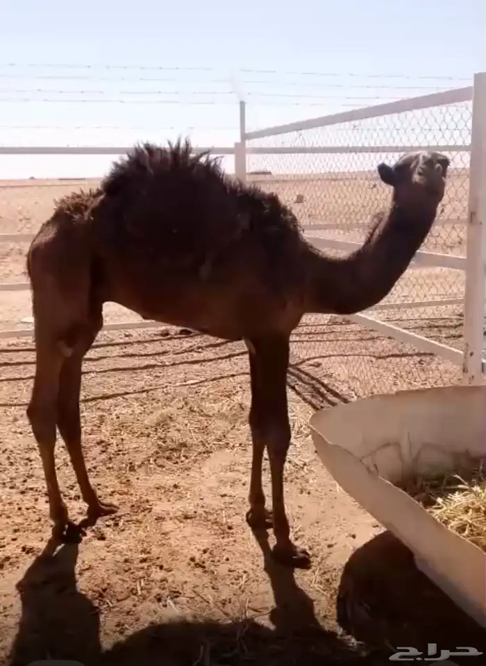 قعود لباني للبيع 0