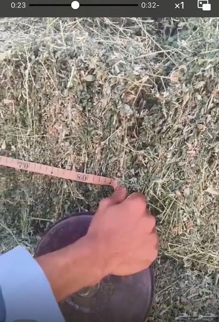 برسيم صافي و ذرة جيزانية 4