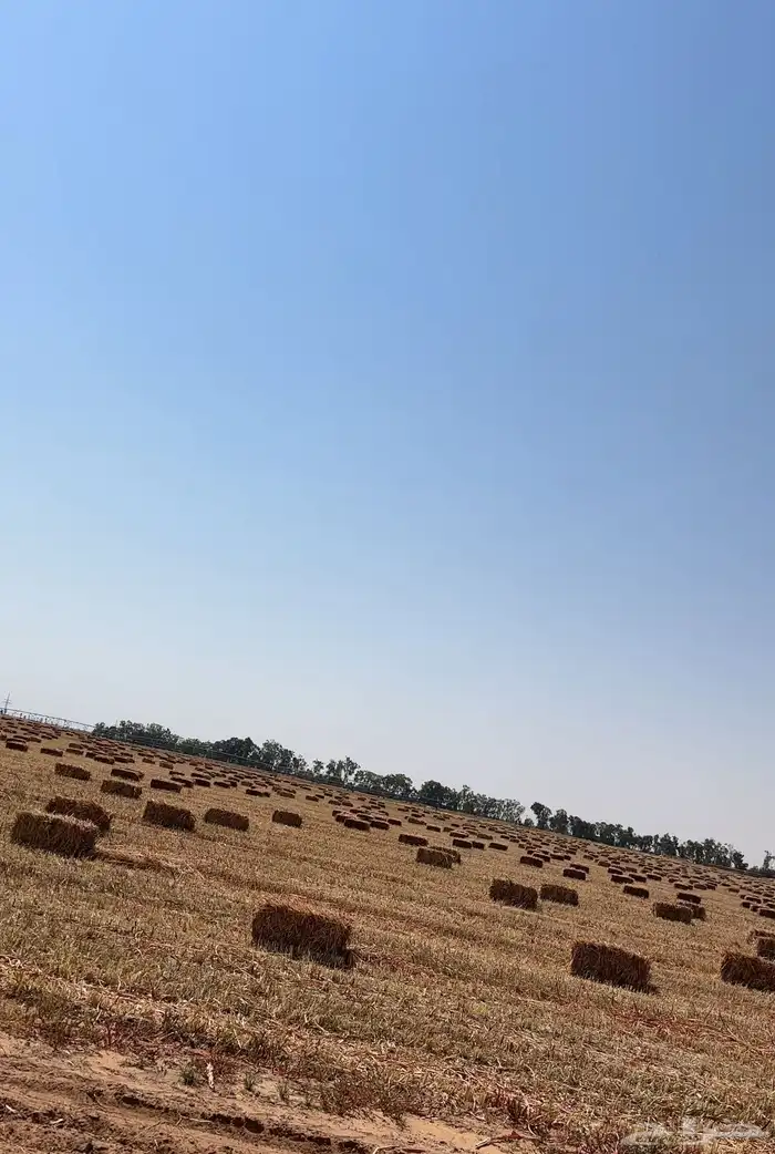 برسيم صافي و ذرة جيزانية 9