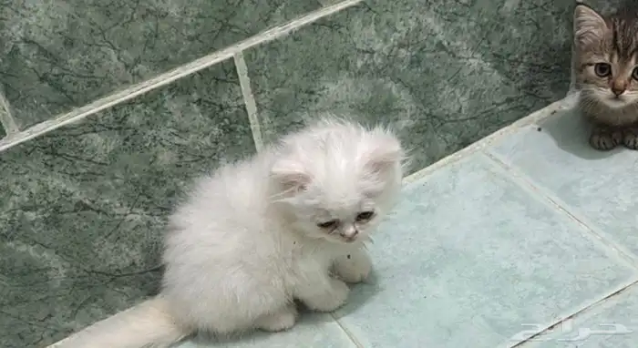 للبيع ب 250قطط 0