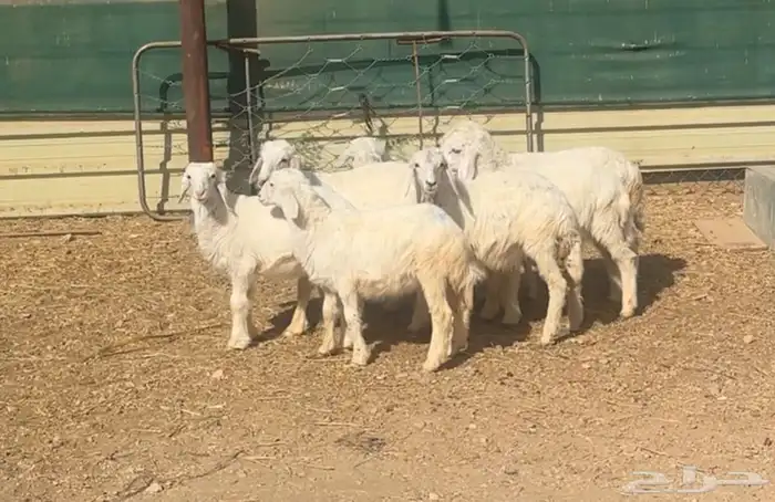 بهم نجد وبهم حري للبيع 4