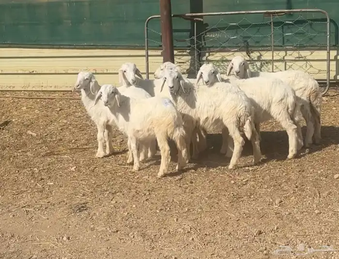 بهم نجد وبهم حري للبيع 2