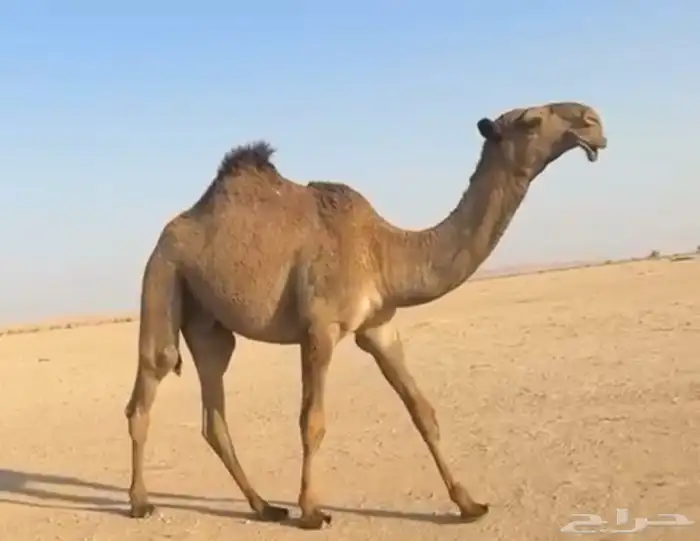 قعود غرنوقي للبيع 0
