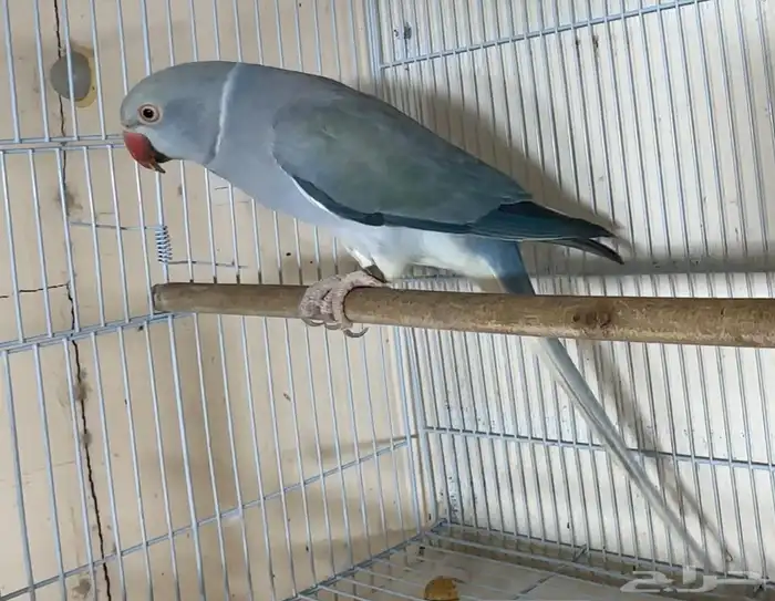 للبيع انثي دره كلير تيل فايلوت تزكواز وايت هيد 2