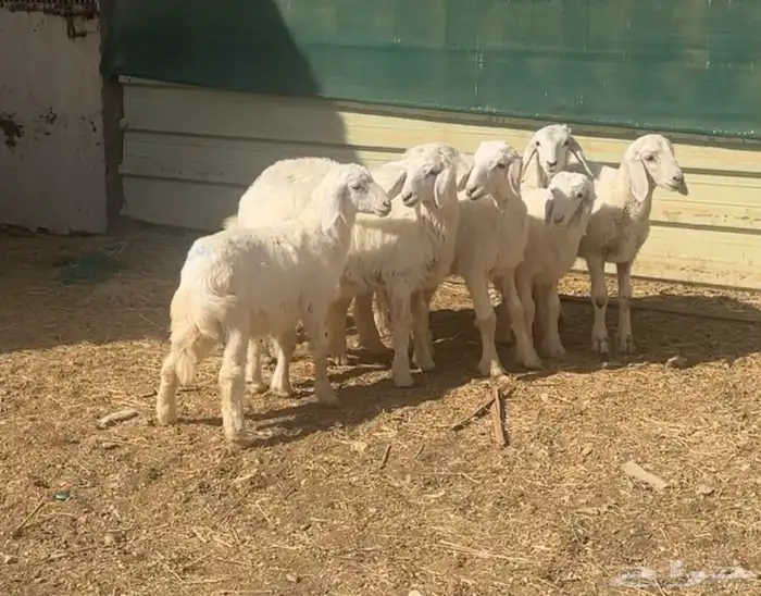 بهم نجد وبهم حري للبيع 3