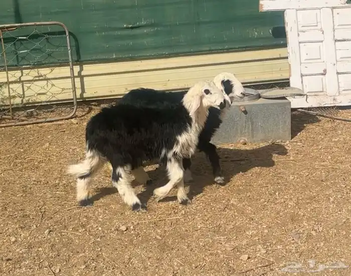 بهم نجد وبهم حري للبيع 1