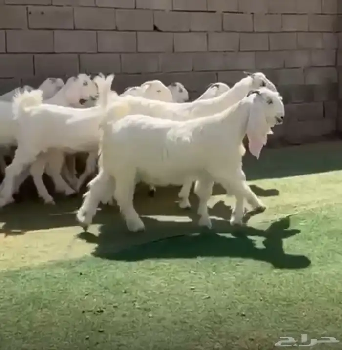 جفار مصرياات بيض خصصم 0