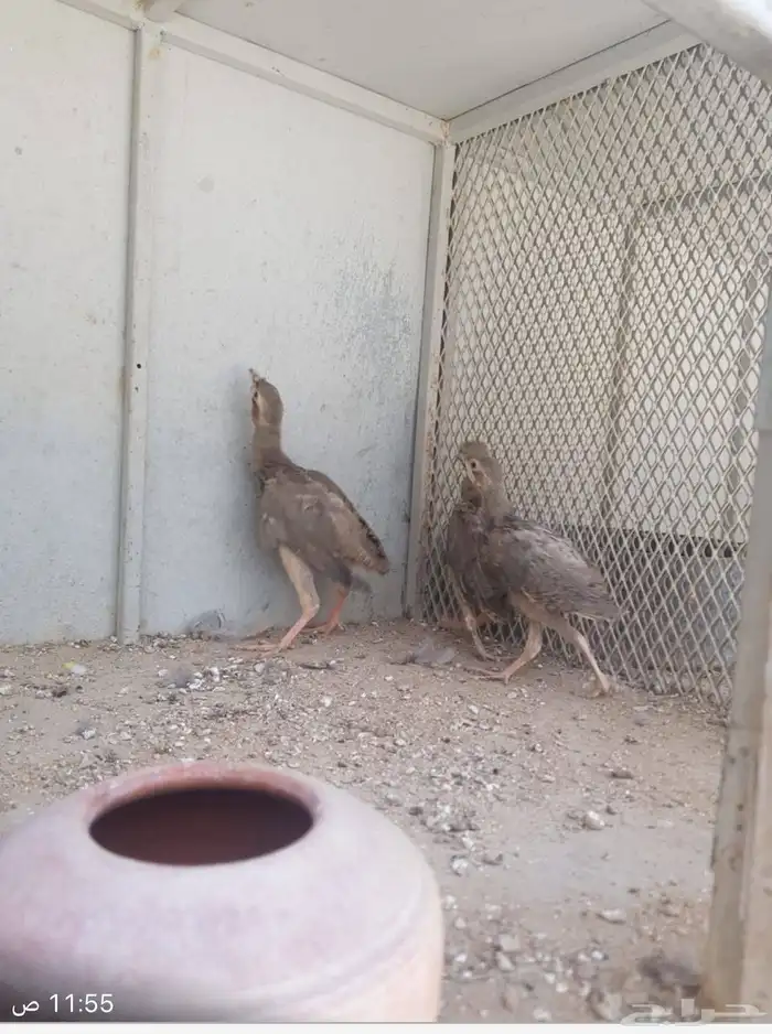 حجل أفغاني للبيع 6