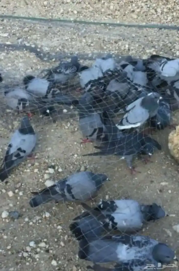 مصيده صيد حمام 0