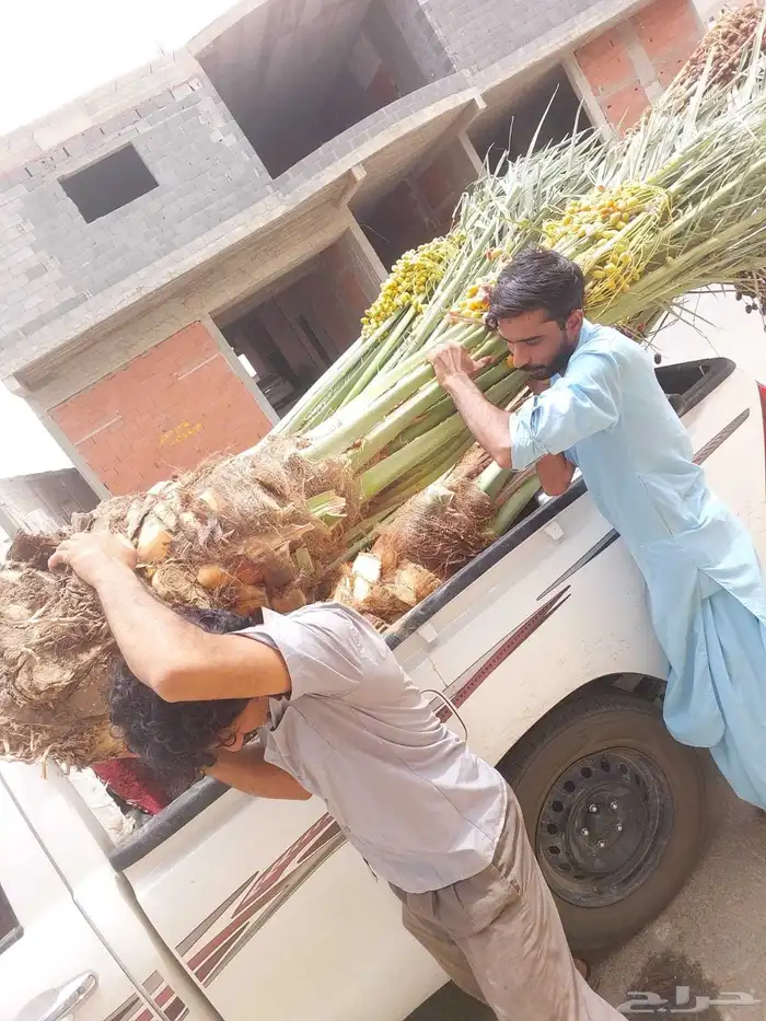 نخل للبيع 5