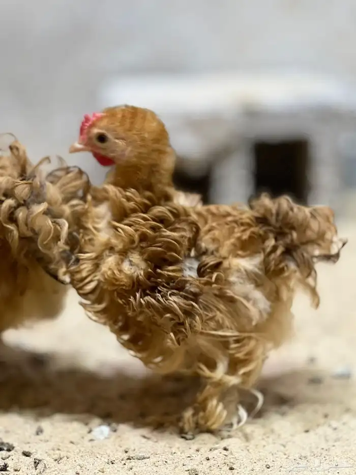 كوشن فرزل (مفتل) 3