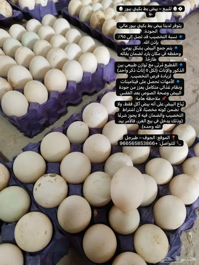 بيض بط بكيني 0